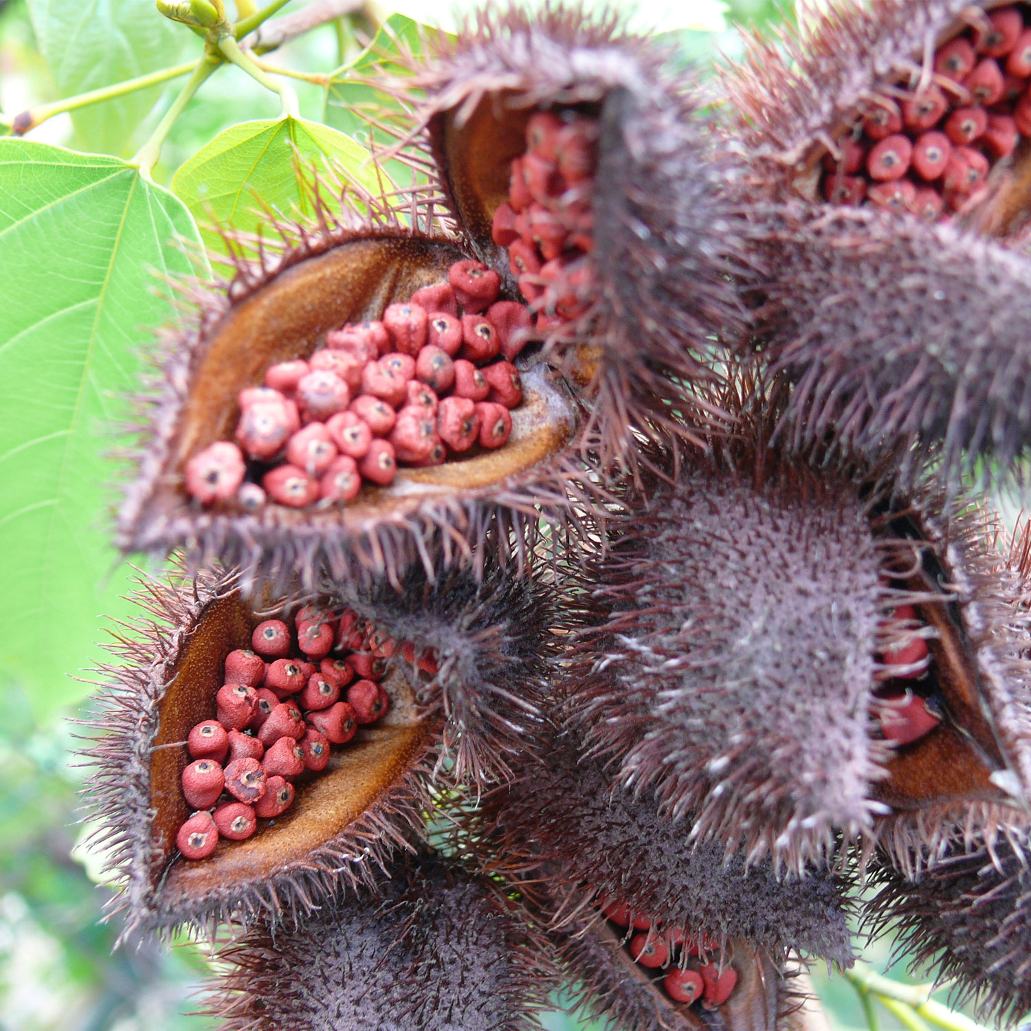 Bixin Extraction Plant